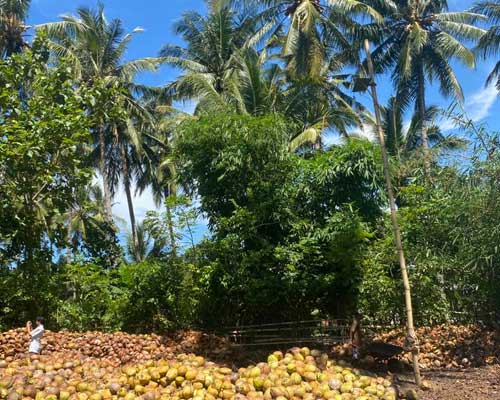 lombok-is-rich-in-coconut.jpg